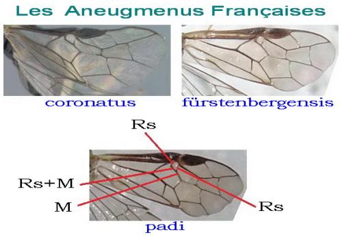 Aneugmenus divers